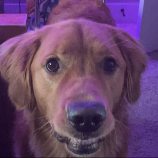 a golden retriever named Baker