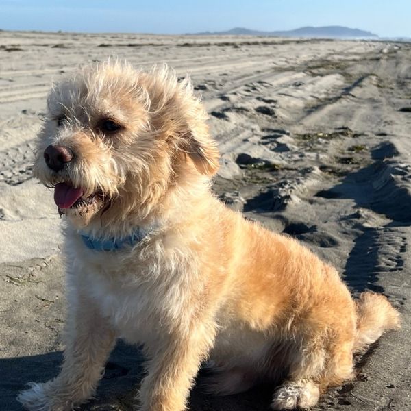 Cosmo