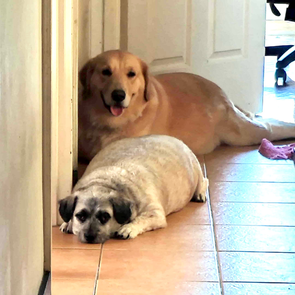 a Golden Retriever and a Shih Tzu