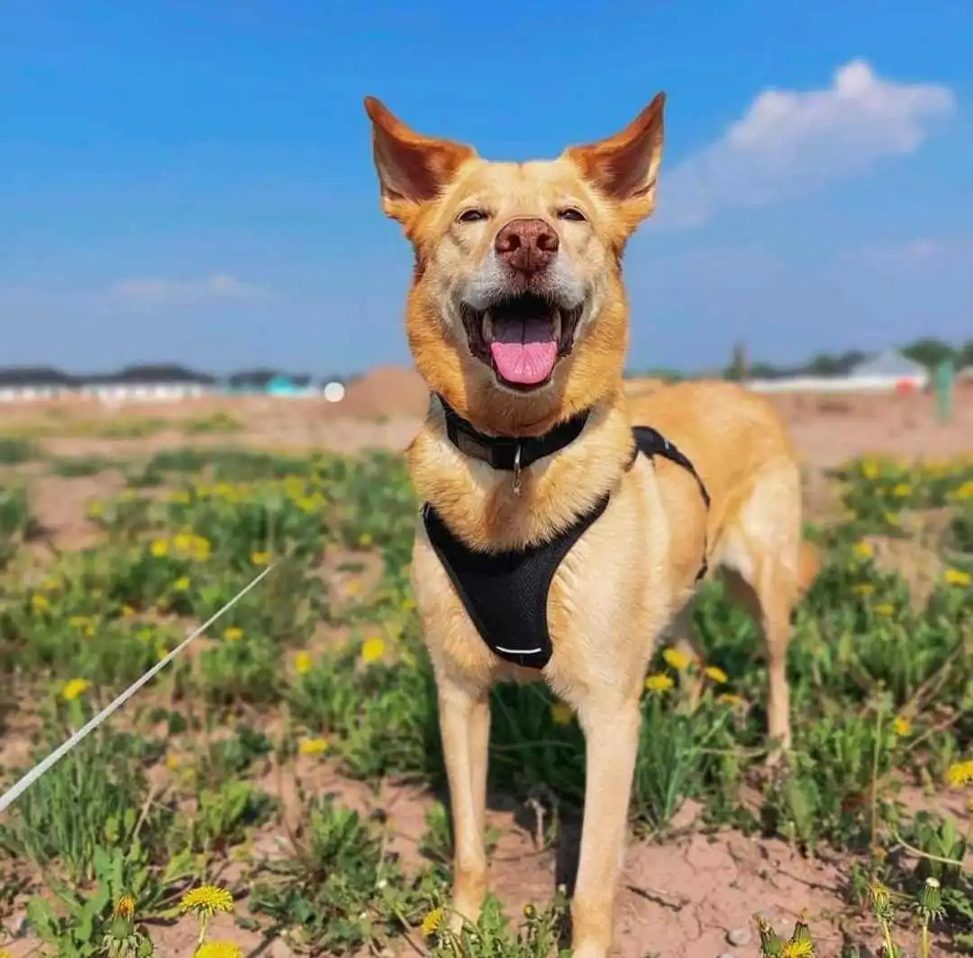 Dog named Whiskey